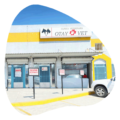 Veterinary Clinic and Gooming Shop in Tijuana